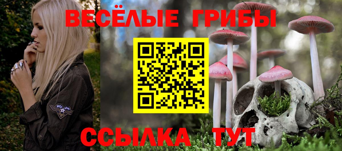 Галлюциногенные грибы Psilocybe Славянск-на-Кубани